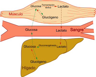 Ciclo de Cori. Bioquimica.