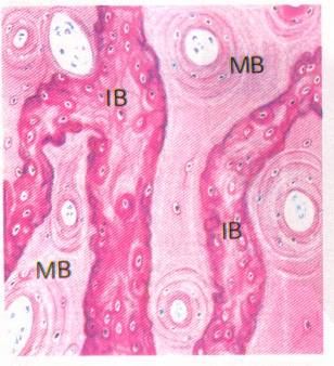 Osteoblastos* Histologia :)