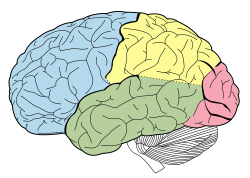 Telencefalo, Cerebro. Neuroanatomia! :)