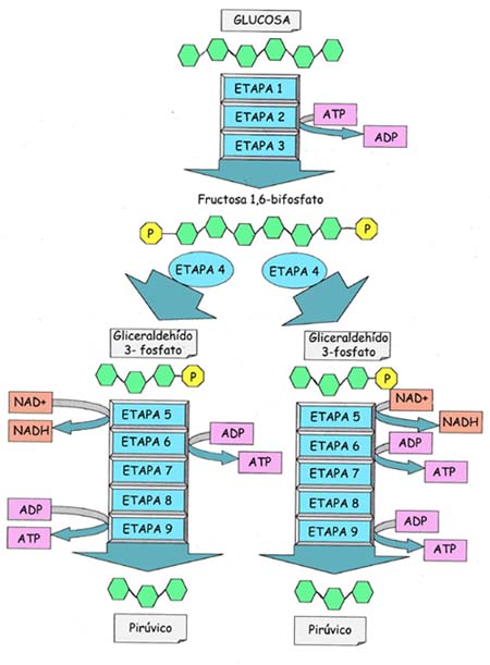 Glucolisis. Bioquimica II