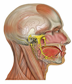 Trigemino. Neuroanatomia.